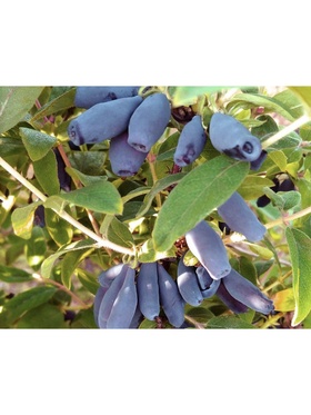 Жимолость съедобная 