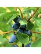 Жимолость съедобная "Кокетка", туба, 1 шт, Весна 2026 10370141