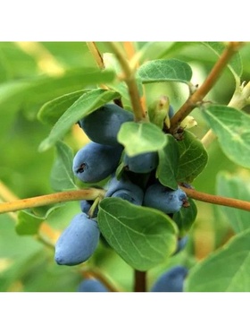 Жимолость съедобная 