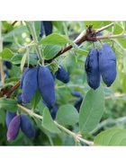 Жимолость съедобная "Лаура", туба, 1 шт, Весна 2026 10370142