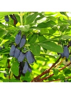 Жимолость съедобная "Лебедушка", туба, 1 шт, Весна 2026 10370143