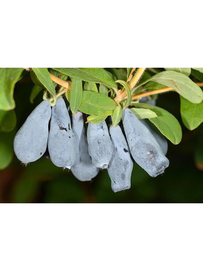 Жимолость плодовая Нижегородская ранняя, туба, 1 шт., Весна 2026