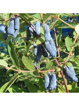 Жимолость съедобная 