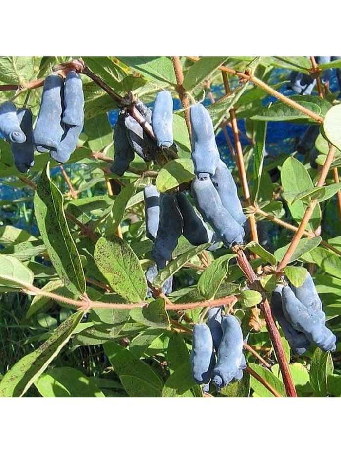 Жимолость съедобная 