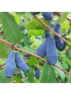 Жимолость съедобная "Сибирячка", туба, 1 шт, Весна 2025  (артикул 10370148)  большой выбор товаров оптом и в розницу по низким ценам с доставкой