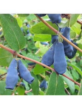 Жимолость съедобная 