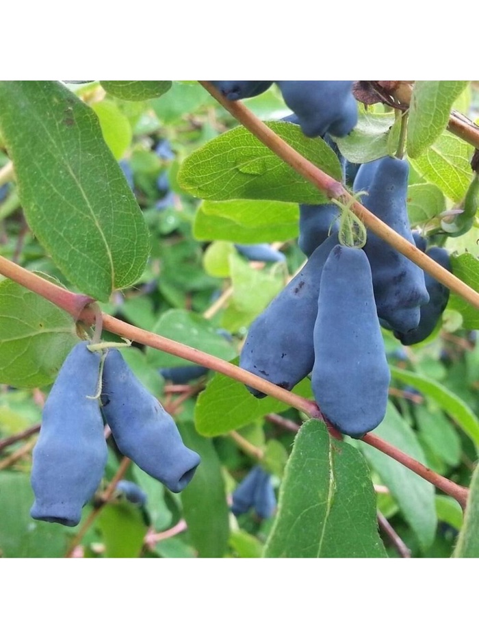 Жимолость съедобная 
