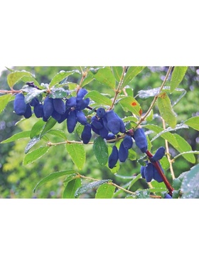 Жимолость съедобная 