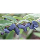 Жимолость съедобная "Успех", туба, 1 шт, Весна 2026 10370152