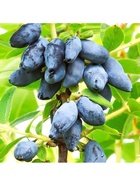 Жимолость съедобная "Челябинка", туба, 1 шт, Весна 2025  (артикул 10370153)  большой выбор товаров оптом и в розницу по низким ценам с доставкой