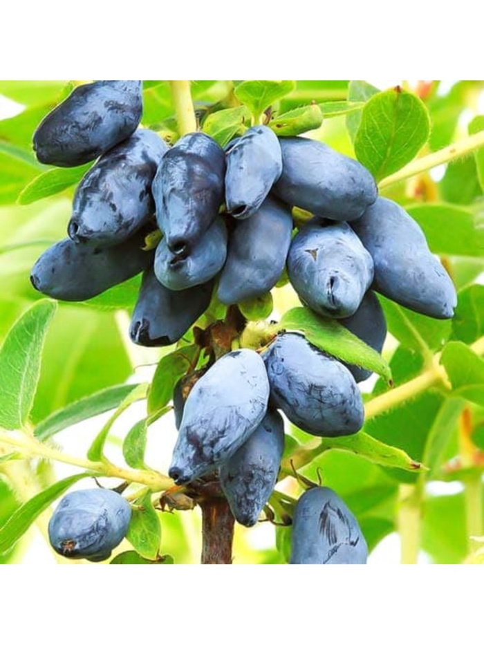 Жимолость съедобная 