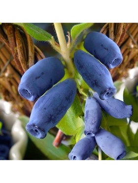 Жимолость съедобная 