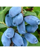 Жимолость съедобная Люкс "Бореал Бист", туба, 1 шт, Весна 2025  (артикул 10370155)  большой выбор товаров оптом и в розницу по низким ценам с доставкой