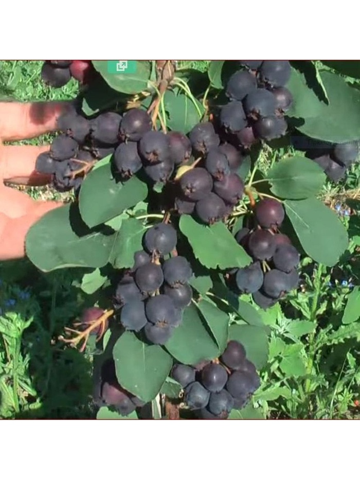 Ирга ольхолистная 