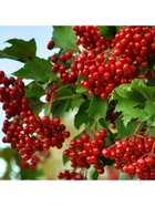 Калина красная (обыкновенная) "Красная Гроздь", туба, 1 шт, Весна 2026 10370164