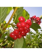 Калина красная (обыкновенная) "Ульгень", туба, 1 шт, Весна 2026 10370165