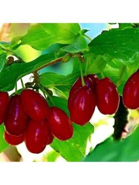 Кизил обыкновенный 