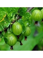 Крыжовник «Уральский изумруд», туба, 1 шт., Весна 2025 10370172