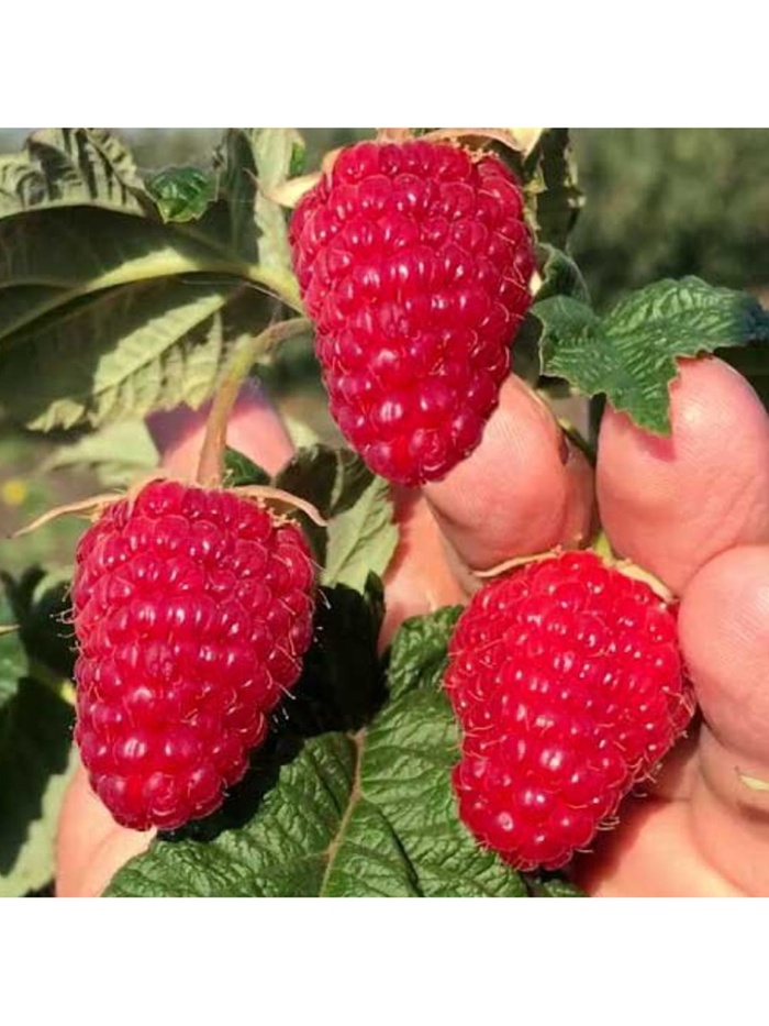 Малина ремонтантные сорта Люкс Конёк-Горбунок, туба, 1 шт., Весна 2026