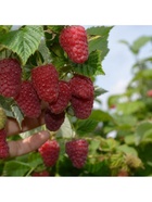 Малина традиционные сорта "Краса России", туба, 1 шт, Весна 2026 10370181