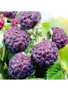 Малина черноплодные сорта Люкс "Глен Кое", туба, 1 шт, Весна 2025  (артикул 10370183)  большой выбор товаров оптом и в розницу по низким ценам с доставкой