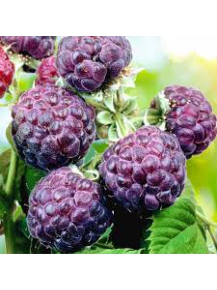 Малина черноплодные сорта Люкс 