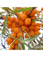 Облепиха "Алей", туба, 1 шт, Весна 2026 10370185