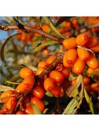 Облепиха "Живко", туба, 1 шт, Весна 2026 10370187