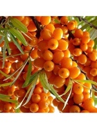 Облепиха "Фрисдорфер Оранж", туба, 1 шт, Весна 2026 10370188