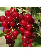 Смородина красная перспективные сорта "Мармеладница", туба, 1 шт, Весна 2026 10370191