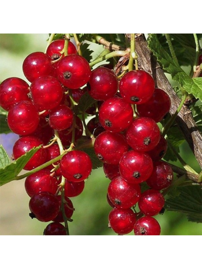 Смородина красная перспективные сорта Мармеладница, туба, 1 шт. Весна 2026