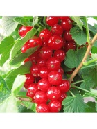 Смородина красная традиционные сорта "Щедрая", туба, 1 шт, Весна 2026 10370194