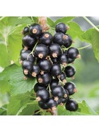 Смородина черная перспективные сорта "Добрыня", туба, 1 шт, Весна 2026 10370198