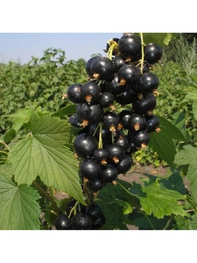 Смородина черная перспективные сорта 