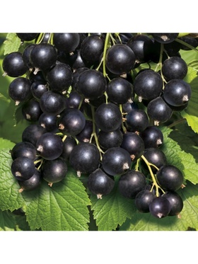 Смородина черная перспективные сорта 