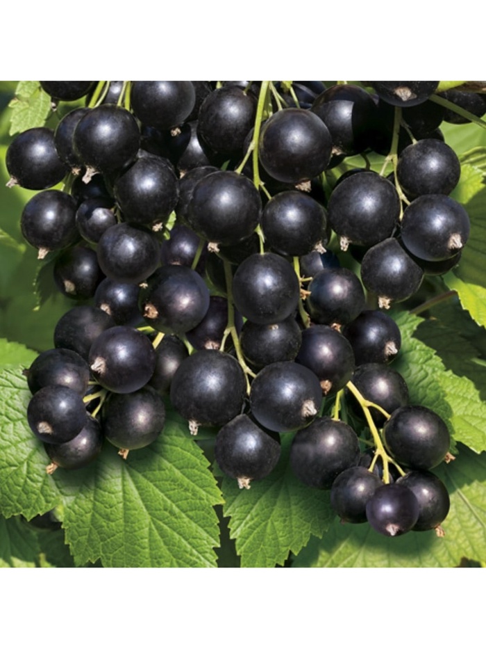 Смородина черная перспективные сорта Экзотика, туба, 1 шт. Весна 2026