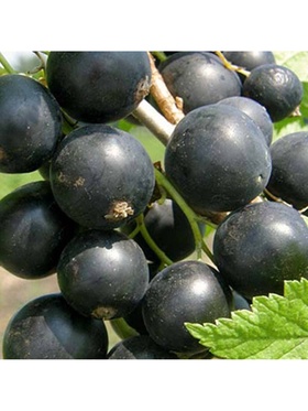 Смородина черная традиционные сорта 