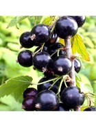 Смородина черная традиционные сорта "Бинар", туба, 1 шт, Весна 2026 10370204