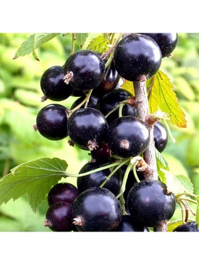 Смородина черная традиционные сорта 