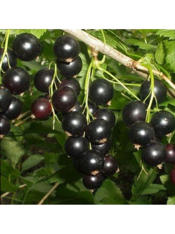 Смородина черная традиционные сорта 