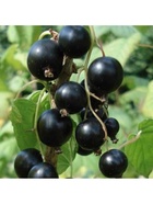 Смородина черная традиционные сорта "Карачинская", туба, 1 шт, Весна 2026 10370207