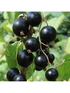 Смородина черная традиционные сорта 