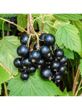 Смородина черная традиционные сорта 