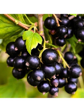 Смородина черная традиционные сорта 