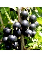 Смородина черная традиционные сорта "Пигмей", туба, 1 шт, Весна 2026 10370213