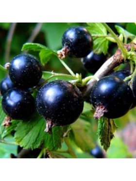 Смородина черная традиционные сорта 