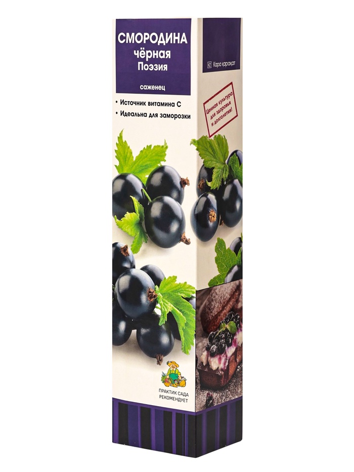 Смородина черная традиционные сорта Поэзия, туба, 1 шт. Весна 2026