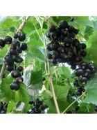 Смородина черная традиционные сорта "Севчанка", туба, 1 шт, Весна 2025 10370215 - фото 8996984