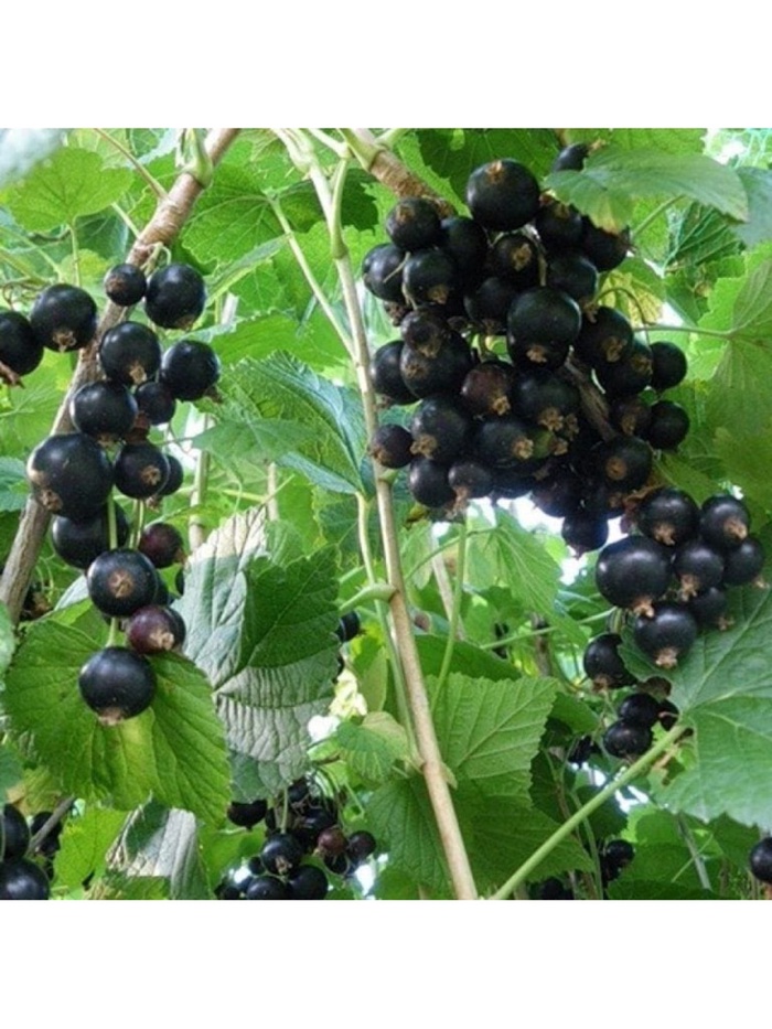 Смородина черная традиционные сорта 