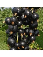 Смородина черная традиционные сорта "Созвездие", туба, 1 шт, Весна 2026 10370216